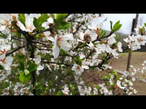 Видео: #39. Дальнегорск.  День Победы. 09.05.2023г.