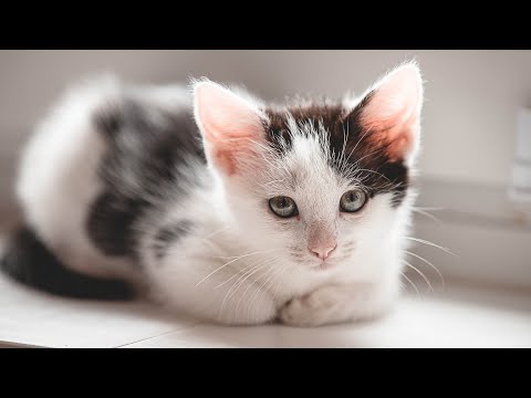 Видео: 12 часов музыки, которую любят кошки 😽🎵 Расслабляющая исцеляющая музыка для кошек, успокаивающа...