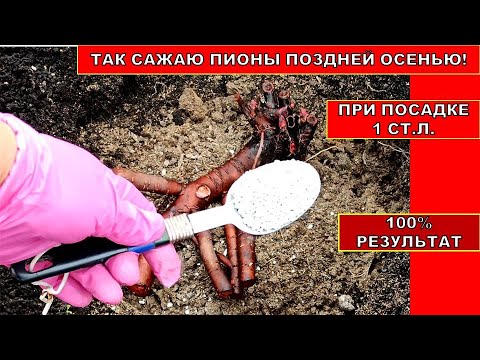 Видео: Тонкости посадки пионов поздней осенью в зиму! Особенности посадки травянистых Пионов и ИТО гибридов