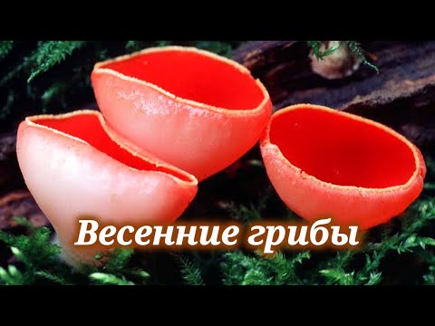 Видео: Весенние грибы. Трутовик, саркосома, саркосцифа и другие грибы весны