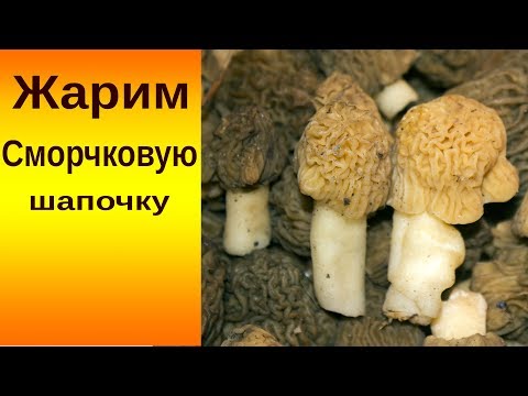 Видео: Жарим Сморчковые шапочки. Грибная кухня.