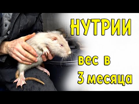 Видео: Вес моих НУТРИЙ в 3 месяца