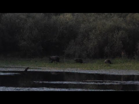 Видео: Охота пошла не по плану, медведица с медвежатами прогнали с озера