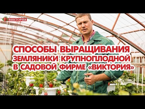 Видео: Способы выращивания земляники крупноплодной в Садовой фирме Виктория