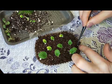 Видео: Стрептокарпусы с листика. Как вырастить крепких деток.