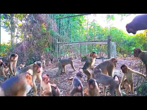 Видео: 🔴Когда король макак попал в ловушку, все его стадо разбежалось.