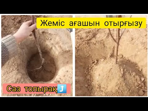 Видео: Жеміс ағаштарын отырғызу.Посадка фруктовых деревьев. #sheberhana_kz #ағашотырғызу #баубақша