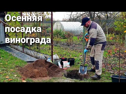 Видео: Осеняя посадка винограда 06.10.2025