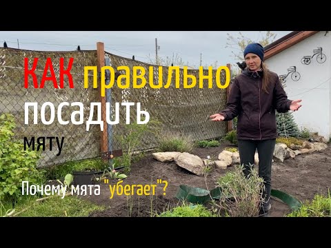 Видео: КАК посадить МЯТУ | КАК выращивать мяту