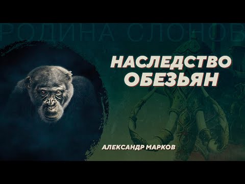 Видео: Что наше общественное устройство унаследовало от обезьян? Александр Марков. Родина слонов №375