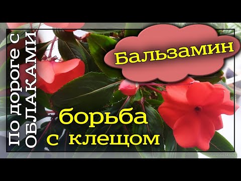 Видео: Бальзамин новогвинейский. Паутинный клещ.