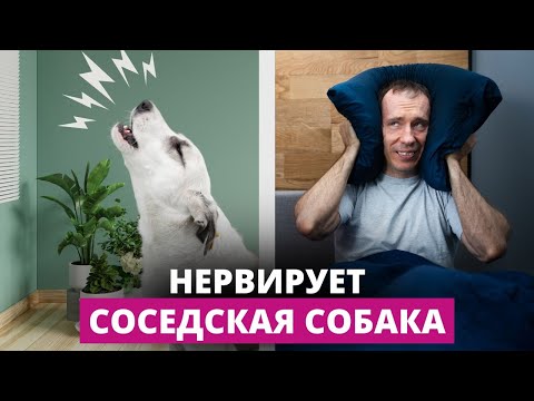 Видео: Что делать, если у соседей лает собака и не дает вам спокойно жить?