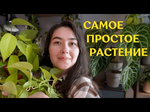 Видео: ЭПИПРЕМНУМЫ | тонкости моего  УХОДА + ПЕРЕСАДКА 🪴