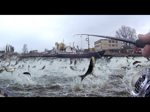 Видео: Судак любой ценой! Река Мотлава. Рыбалка в Польше.