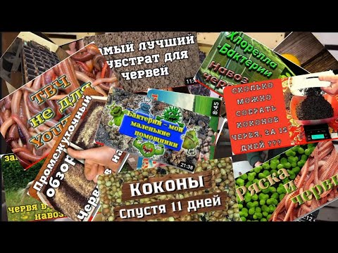 Видео: ГЛАВА ПЕРВАЯ. ТРИ ЛИТРА СУБСТРАТА ДЛЯ ЧЕРВЕЙ.