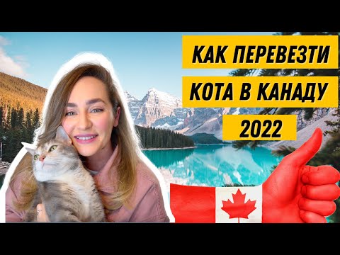 Видео: 🇨🇦 ПЕРЕВОЗКА ЖИВОТНОГО В КАНАДУ 2022. КАК ПЕРЕВЕЗТИ КОТА В КАНАДУ. ВВОЗ КОТА КОШКИ В КАНАДУ