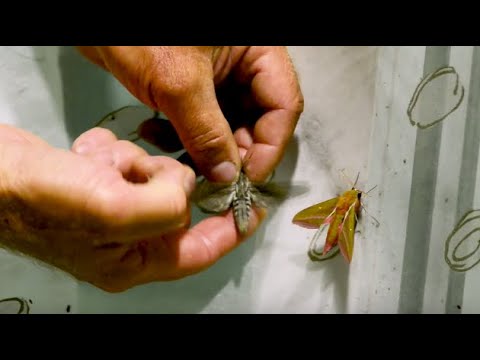 Видео: Светоловушка  #ловлянасекомых