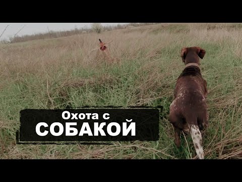 Видео: Охота с СОБАКОЙ | Курцхаар (kurzhaar)