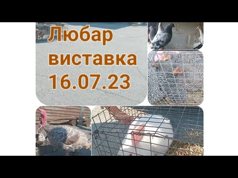 Видео: 16.07.23 виставка декоративної птиці Любар, ціни на кури, голуби, що придбали