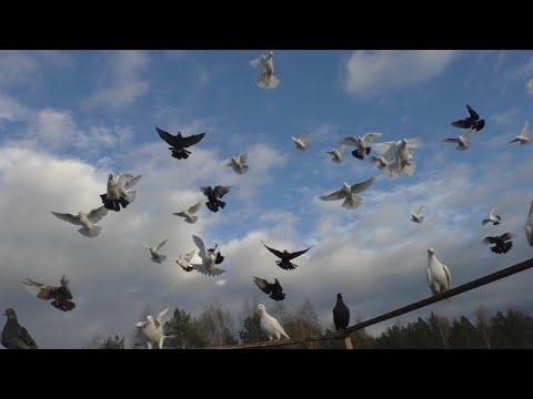 Видео: Увёз подальше "лучших" 🕊️ голубей , а они вернулись 😩