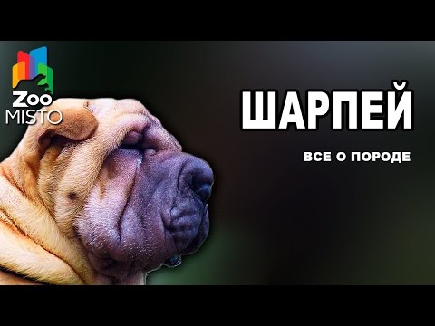 Видео: Шарпей - Все о породе собаки | Собака породы Шарпей