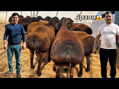 Видео: Йемини йеб турган қўчқорлар 🔥 холати идеал нархлар шок😱