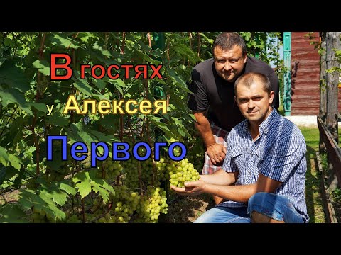 Видео: Виноградники Беларуси . г. Пинск .Виноградарь  Алексей  Первой .