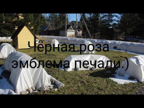 Видео: Первая беглая оценка зимовки роз 23 марта 2025 г.