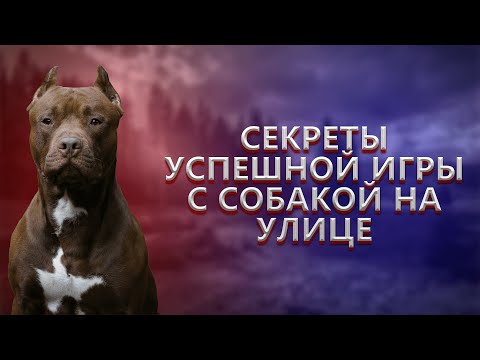 Видео: Секреты успешной игры с собакой на улице