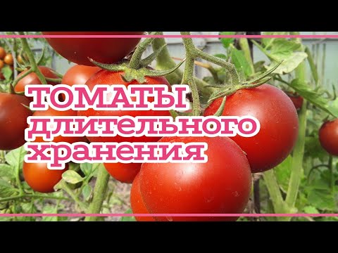 Видео: СУПЕР! Томаты длительного хранения
