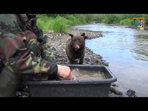 Видео: Разведка золота на старых отвалах реки. Gold exploration on the old dumps of the river.
