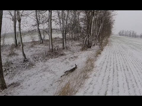 Видео: Охота на зайца. По снегу  с дратхааром. Hunting for hares