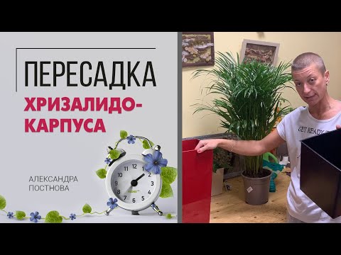 Видео: Пересадка большого хризалидокарпуса - что  лучше выбрать горшок или кашпо, на что обратить внимание.