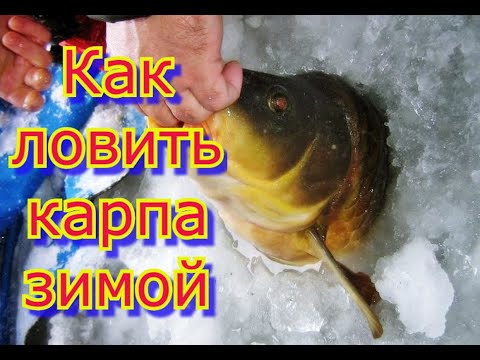 Видео: КАК ЛОВИТЬ КАРПА ЗИМОЙ? Секреты ловли карпа зимой для начинающих