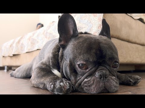 Видео: Зачем ты помочился в мою кровать? Олег!!!