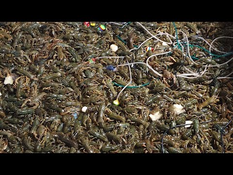 Видео: Передержка раков зимой