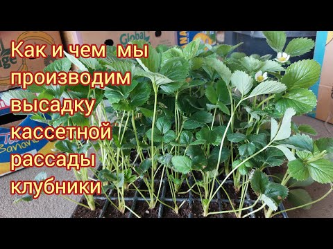 Видео: Приспособление для удобной и быстрой высадки кассетной рассады клубники