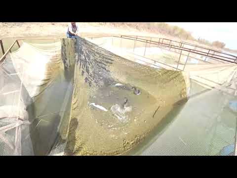 Видео: БАЛИК БИЗНЕСИ ШАББОЗ БАЛИК ФЕРМАСИ БАЛИКЧИЛИК УЧУН КУЛ