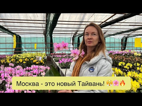 Видео: Едем смотреть орхидеи, которые выращивают в Подмосковье!🔥🔥🔥