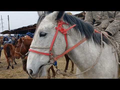 Видео: ҚЫЗЫЛОРДА МАЛ БАЗАРЫ. 23.01.2024.  ЖЫЛҚЫ БАҒАЛАРЫ