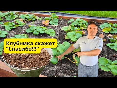 Видео: Как осенью подготовить клубнику к морозам — секрет дачника.