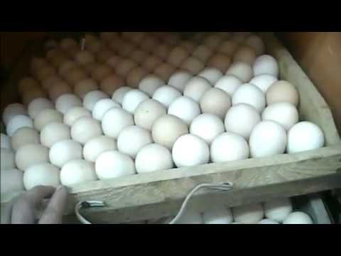 Видео: Инкубатор на 1000 яиц из подручных материалов,  куры, цыплята. 16.02.18