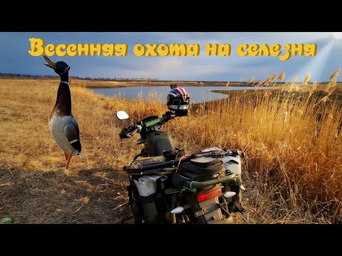 Видео: Shineray intruder 200 | Весенняя охота на китайце