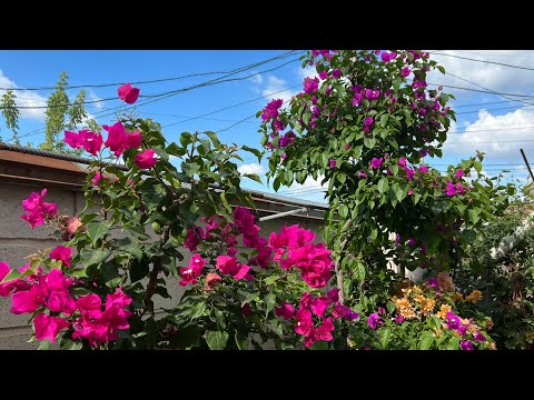 Видео: Бөлмө гүлү .Бугенвиллия гулунө ,азыркы Жай мезгилинде биздин кам корүубүз.