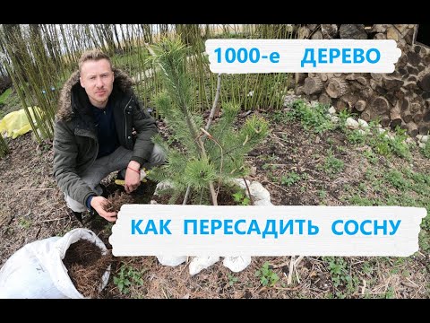 Видео: Как пересадить сосну. Сажу 1000-е дерево! Добился 99,9 % приживаемости!