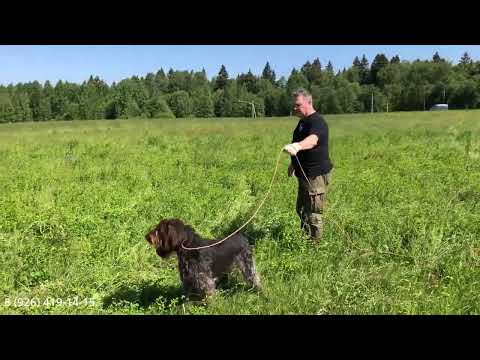 Видео: Тренировка молодых легавых собак