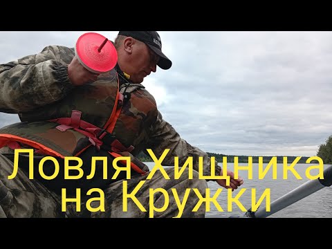 Видео: РЫБАЛКА НА КРУЖКИ! ОТКРЫТИЕ СЕЗОНА! ХИТРАЯ РЫБА ВОРУЕТ ЖИВЦА!