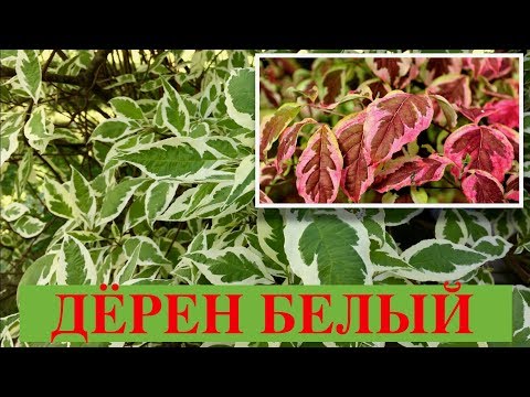 Видео: ДЁРЕН БЕЛЫЙ.  ЭЛЕГАНТИССИМА, ШПЕТА, АРГЕНТЕО-МАРГИНАТА.