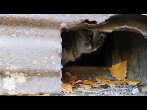 Видео: Толстый кот Степа разгуливает, как король, а толстая Лиза прячется в укрытии