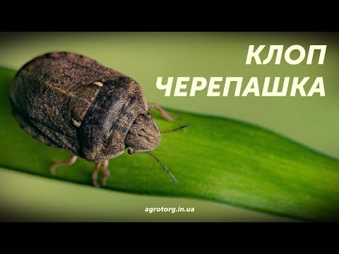 Видео: Клоп черепашка. Чем обработать пшеницу?